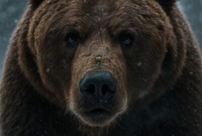 Massive grizzly bear walking through snow-covered coniferous forest toward camera in winter