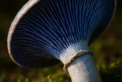 Indigo milk cap mushroom gills glowing deep cobalt blue on mossy forest floor