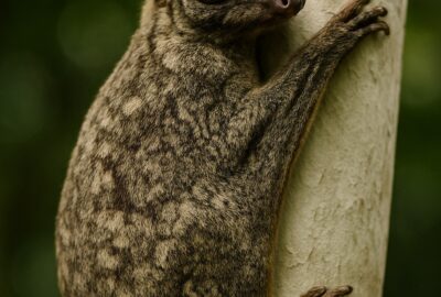 Sunda flying lemur clinging to a pale tree trunk in a tropical rainforest