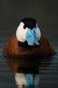 Male White-headed Duck swimming on calm dark water showing vivid blue bill
