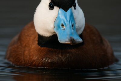 Male White-headed Duck swimming on calm dark water showing vivid blue bill