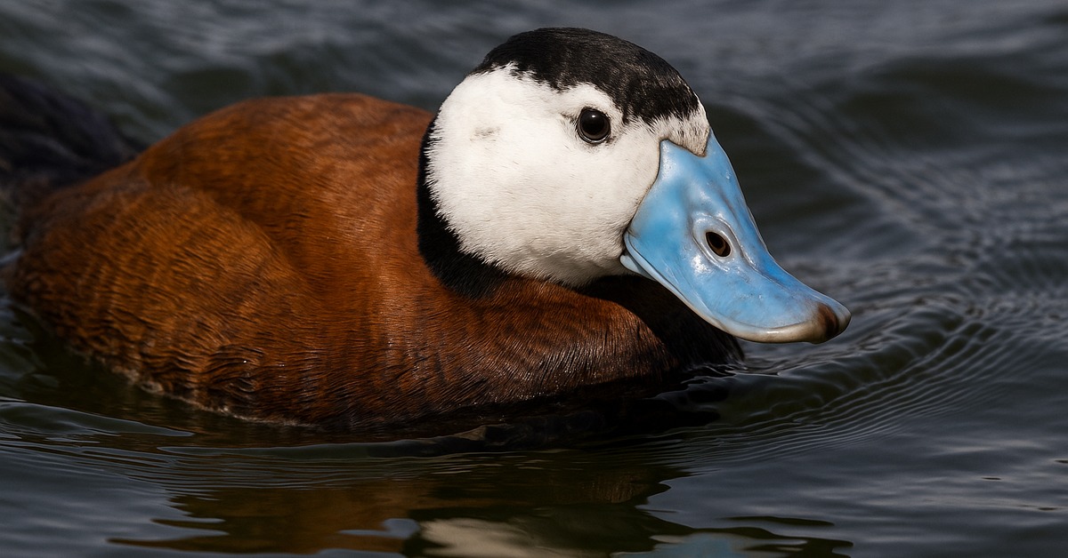 White-headed Duck gliding across a wetland surface in soft morning light