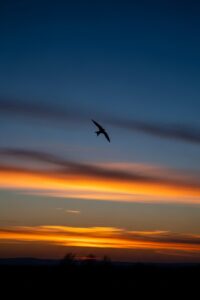 A lone chimney swift silhouetted against a vast, darkening dusk sky over empty fields