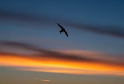 A lone chimney swift silhouetted against a vast, darkening dusk sky over empty fields