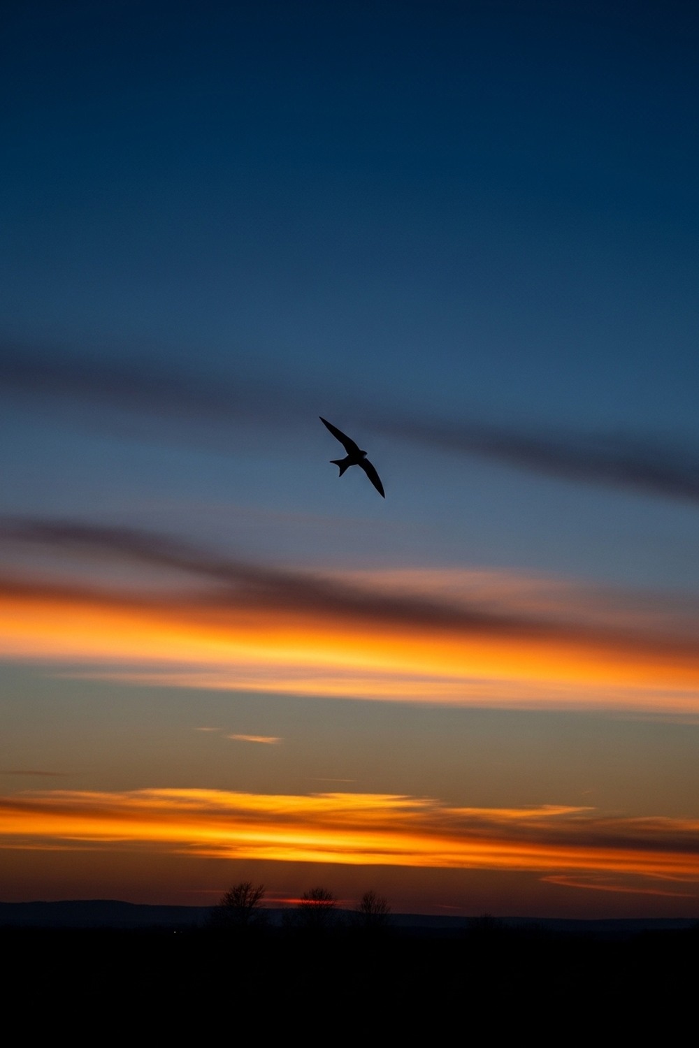 A lone chimney swift silhouetted against a vast, darkening dusk sky over empty fields
