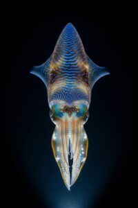 Bigfin reef squid glowing with iridescent chromatophore patterns in dark ocean water