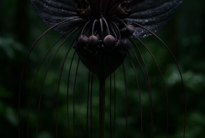 Close-up of a dark black bat flower with long trailing filament whiskers in forest shade
