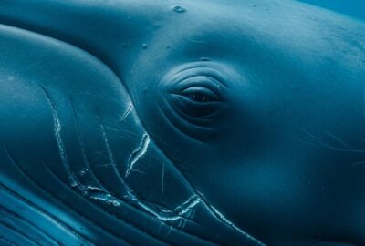 Massive blue whale swimming through deep Pacific ocean in dramatic low light