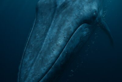 Massive blue whale diving into deep dark ocean waters beneath shimmering surface light