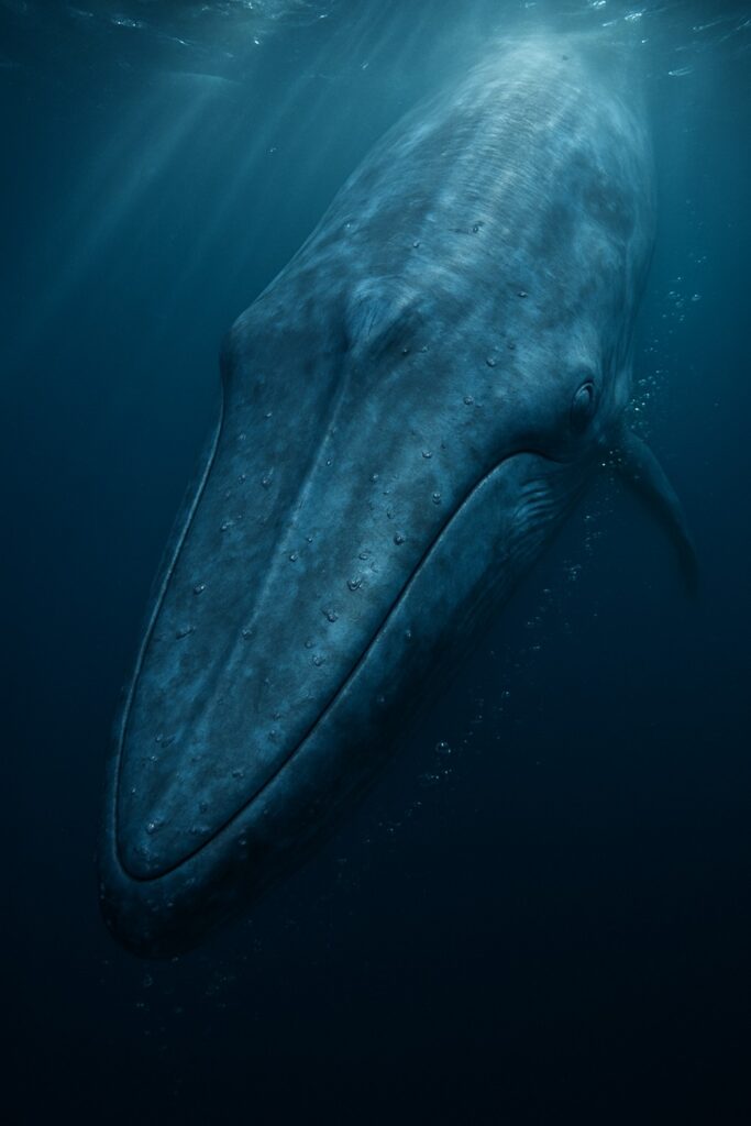 Massive blue whale diving into deep dark ocean waters beneath shimmering surface light