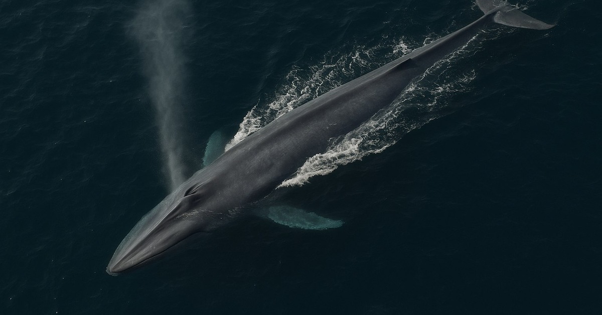 Underwater hydrophone array suspended in deep blue ocean recording whale sounds