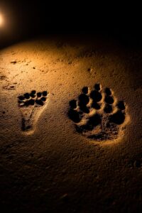 Ancient child and wolf footprints preserved side by side on Chauvet Cave floor