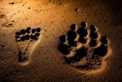 Ancient child and wolf footprints preserved side by side on Chauvet Cave floor