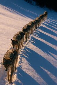 Eight gray wolves walking single file through deep Alaskan snow in winter light