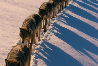 Eight gray wolves walking single file through deep Alaskan snow in winter light