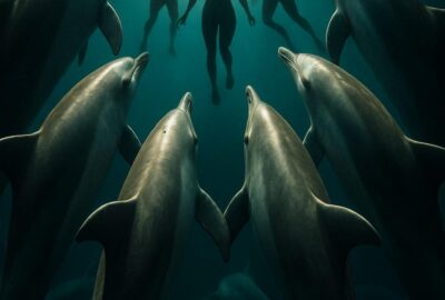 Bottlenose dolphins circling tightly around swimmers in open ocean near New Zealand coast