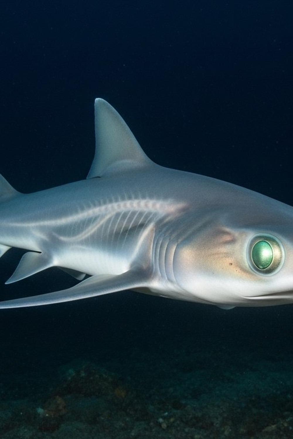 Translucent ghost shark chimaera glowing in the deep ocean darkness off New Zealand