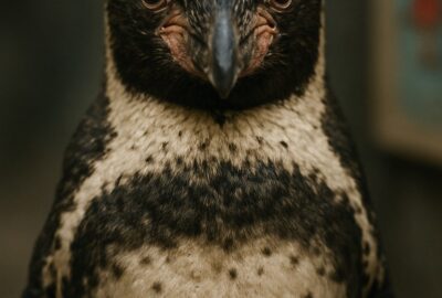 Elderly Humboldt penguin standing alone beside a colorful anime character cutout at a zoo