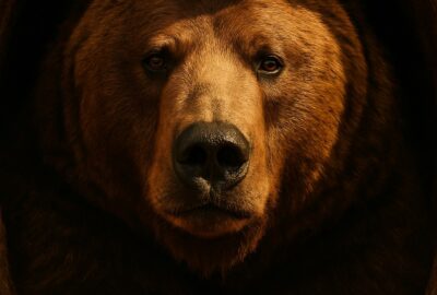 A grizzly bear resting calmly inside a dark fibrous den, facing the camera