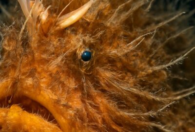 Extreme close-up of hairy frogfish with amber filaments and striking teal eye