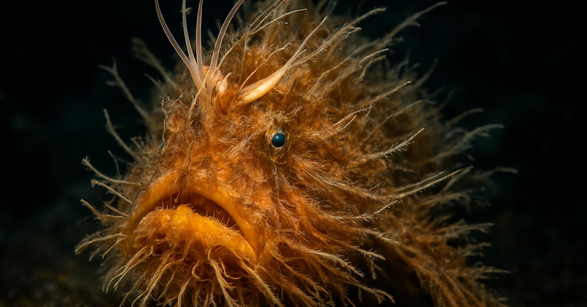 Hairy frogfish side profile revealing illicium lure and textured skin filaments