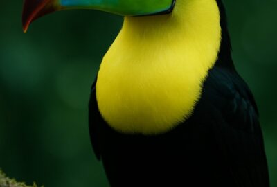 Keel-billed toucan perched on moss-covered branch showing full colorful bill in profile