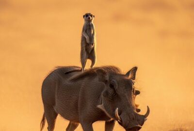A small meerkat perched upright on the back of a large warthog in the African savanna