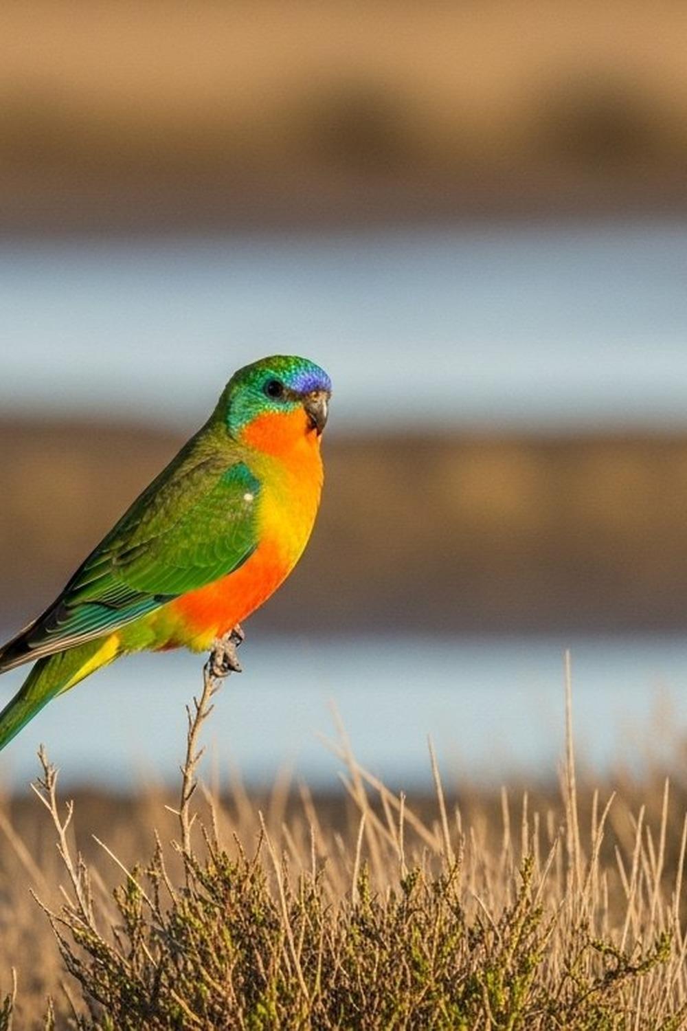 Vivid orange-bellied parrot perched in green saltmarsh grasses in southern Australia