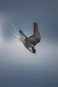 Peregrine falcon mid-stoop dive plummeting at incredible speed toward prey below