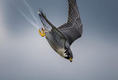 Peregrine falcon mid-stoop dive plummeting at incredible speed toward prey below