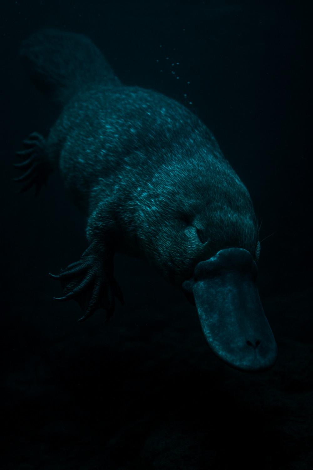 Wild platypus swimming in a dark murky Australian river at night, close-up