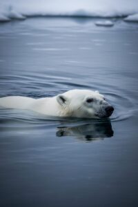 A polar bear swimming silently through open Arctic waters with no ice in sight