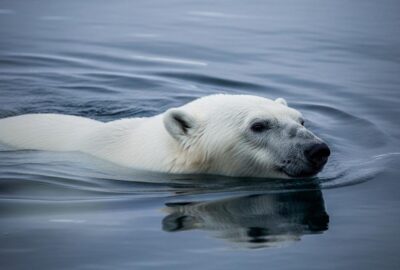 A polar bear swimming silently through open Arctic waters with no ice in sight