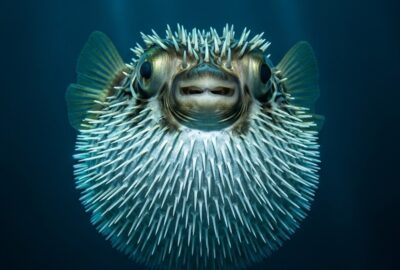 A fully inflated pufferfish covered in sharp spines floating in clear ocean water