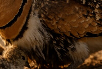 Adult Pin-tailed Sandgrouse brooding two fluffy chicks on warm desert sand at golden hour
