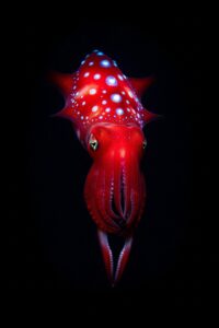 Vivid crimson strawberry squid with glowing photophore spots in deep ocean darkness
