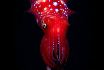 Vivid crimson strawberry squid with glowing photophore spots in deep ocean darkness