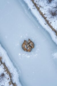 Three wild bobcats lying together on a frozen river in winter landscape