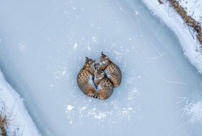Three wild bobcats lying together on a frozen river in winter landscape