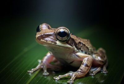 Tiny túngara frog female pressed still against wet leaf in rainforest breeding pool