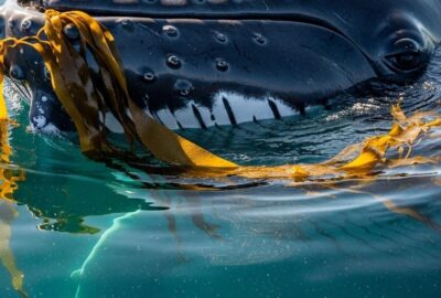 Humpback whale balancing a ribbon of kelp on its broad flat rostrum in the ocean