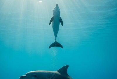 A newborn dolphin calf swimming upward toward sunlight beside its mother in clear ocean water