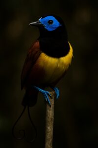 Wilson's Bird-of-Paradise clinging to branch showing vivid blue feet and iridescent plumage