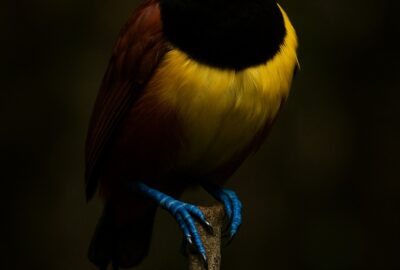 Wilson's Bird-of-Paradise clinging to branch showing vivid blue feet and iridescent plumage
