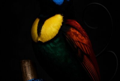 Male Wilson's Bird-of-Paradise clinging to bamboo pole displaying vivid electric plumage