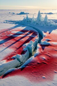 Photo: Why Arctic Snow Is Bleeding Red — And It's Getting Worse