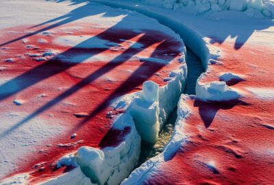 Photo: Why Arctic Snow Is Bleeding Red — And It's Getting Worse