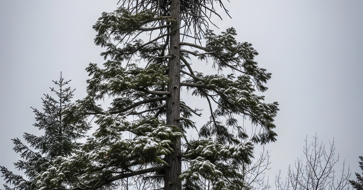 Close-up of bald eagle brood patch warming eggs in a treetop nest