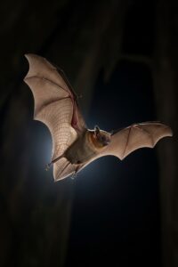 Close-up of a bat in mid-flight showing stretched wing membrane between elongated finger bones