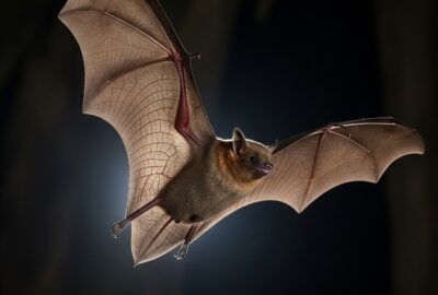 Close-up of a bat in mid-flight showing stretched wing membrane between elongated finger bones